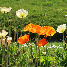 Pavot d'Islande Gartenzwerg - Papaver nudicaule Gartenzwerg - Willemse