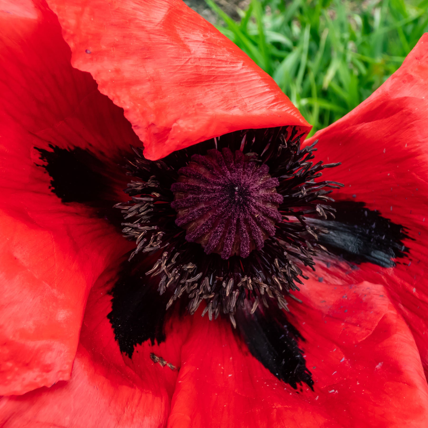 Papaver orientale Beauty of Livermere - Pavot d'Orient Beauty Of Livermere - Pavot d'Orient