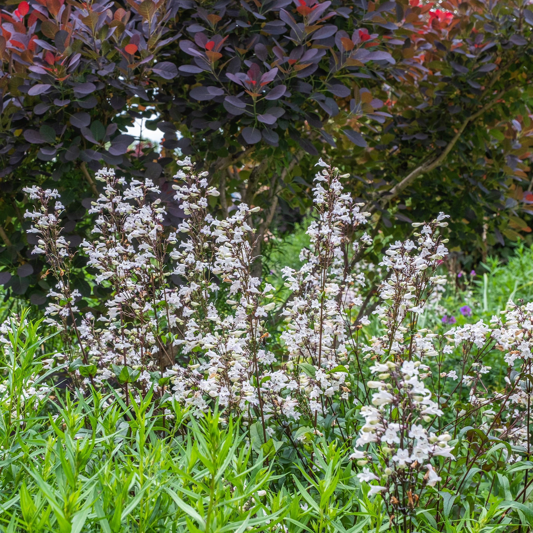 Penstémon - Penstemon - Galane Husker Red - Penstemon - Penstemon digitalis Husker Red
