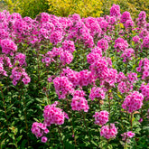 Phlox paniculé Eva Cullum - Willemse