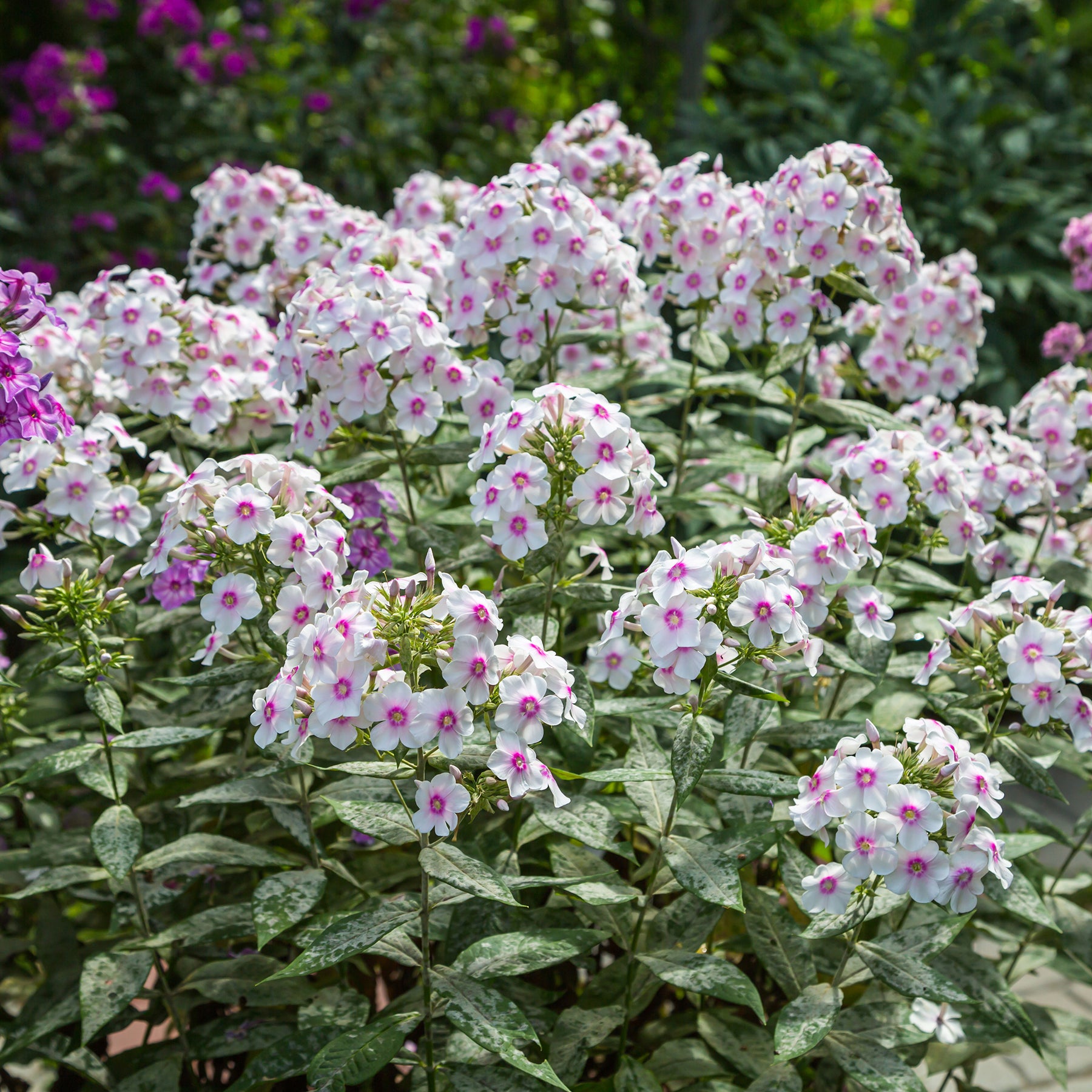 Phlox paniculé Europa - Willemse