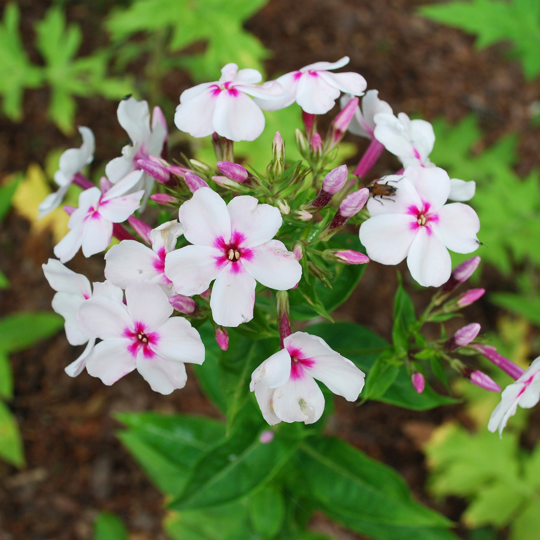 Phlox paniculata Europa - Phlox paniculé Europa - Phlox paniculé