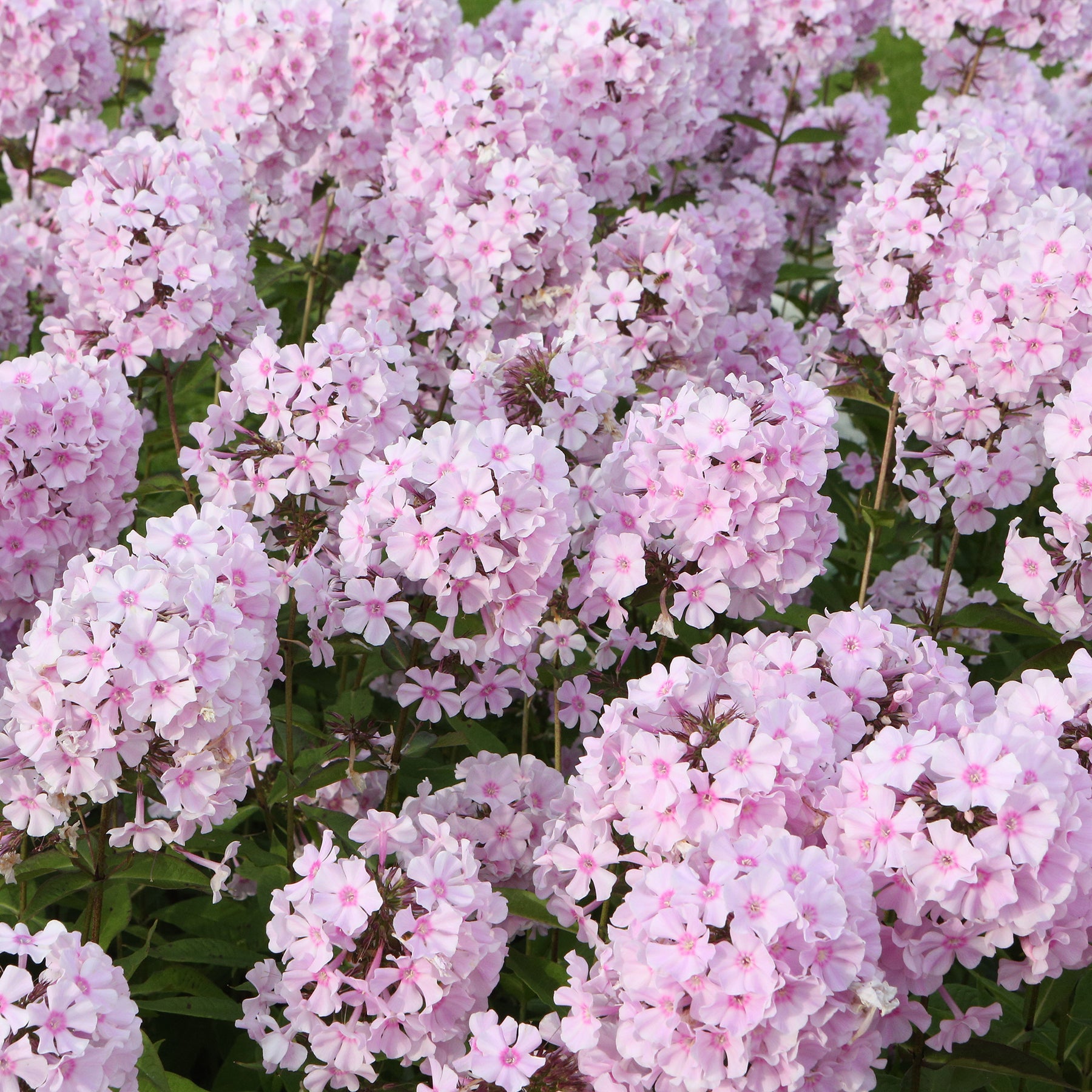 Phlox paniculé Rosa Pastel - Phlox paniculata Rosa Pastell - Willemse