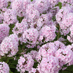 Phlox paniculé Rosa Pastel - Phlox paniculata Rosa Pastell - Willemse