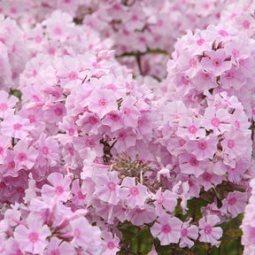 Phlox paniculé Rosa Pastel - Willemse