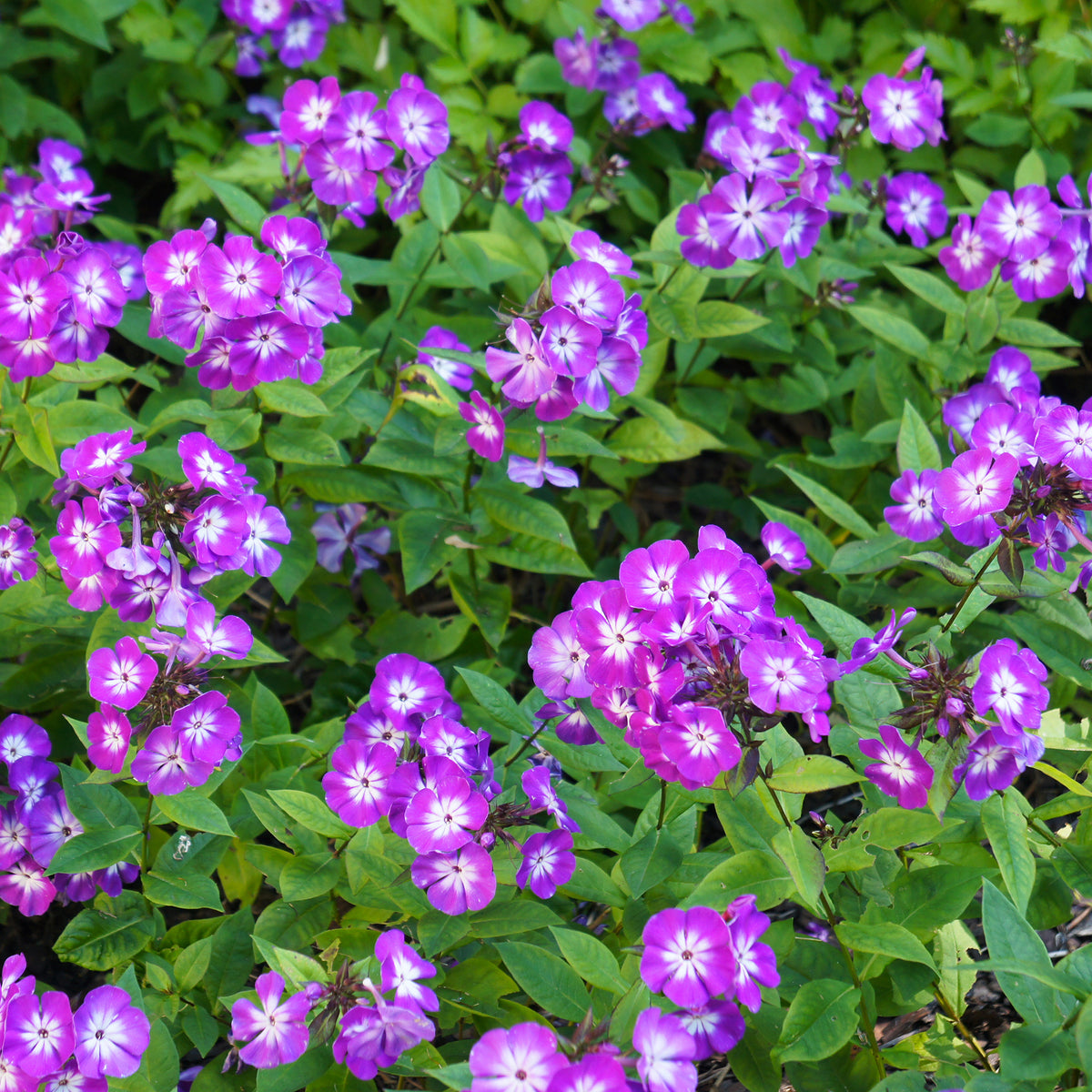 Phlox paniculé Uspech - Willemse