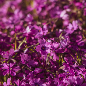 Phlox mousse Atropurpurea - Willemse