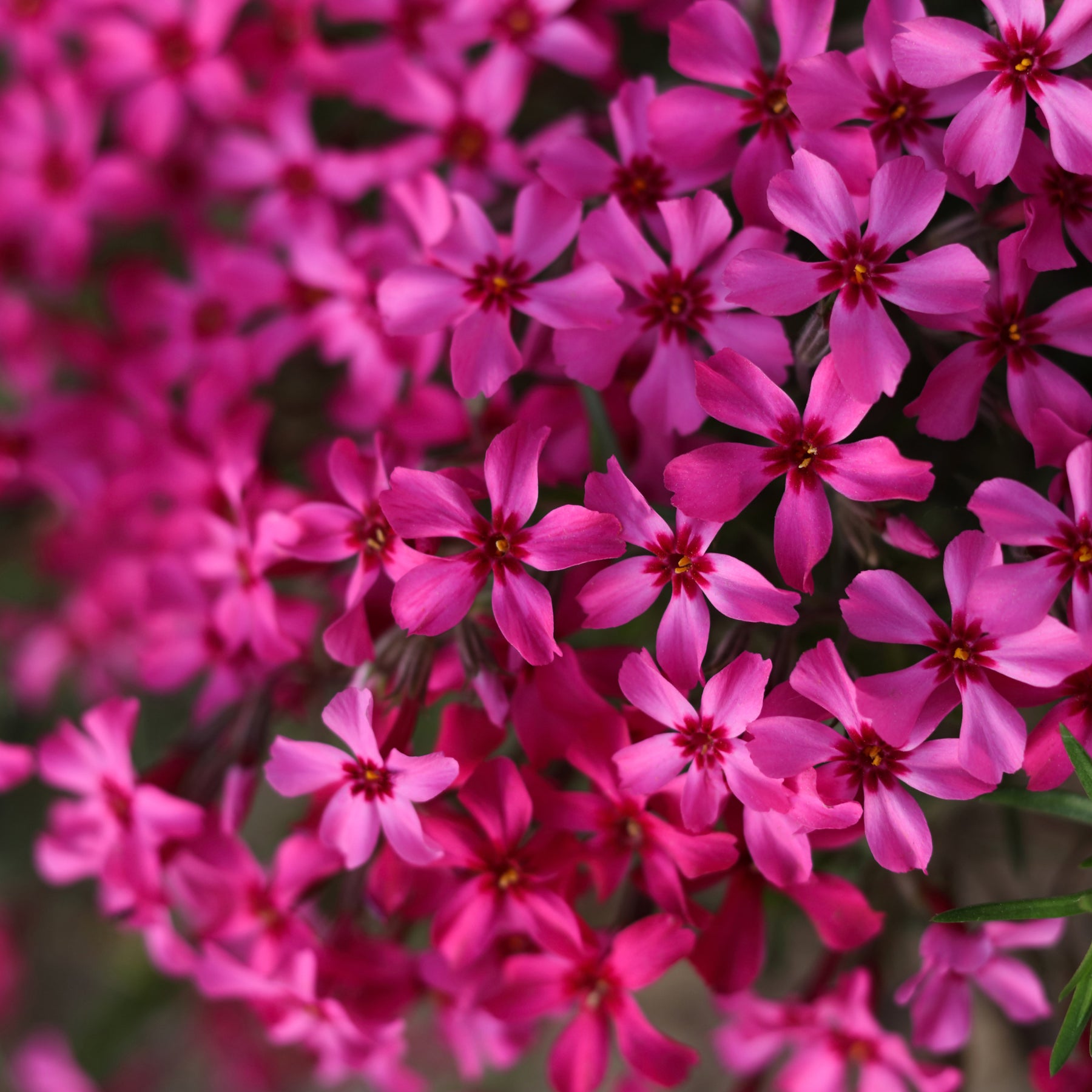Phlox mousse Atropurpurea - Phlox subulata Atropurpurea - Willemse