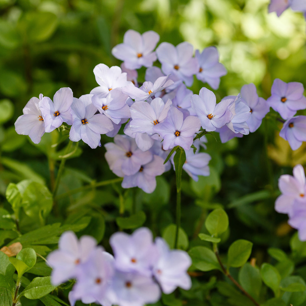 Phlox rampant Blue Ridge - Phlox stolonifera Blue Ridge - Willemse