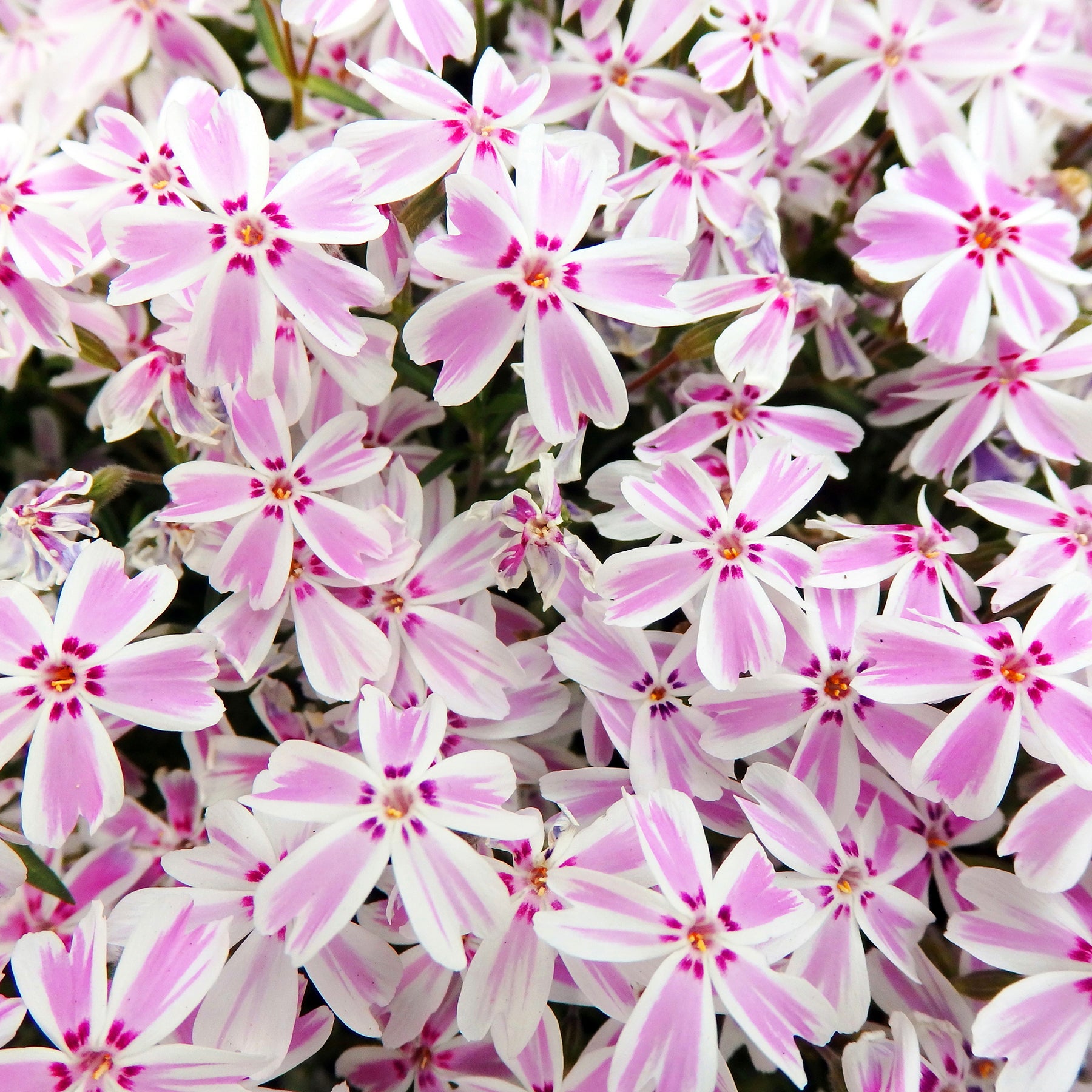 Phlox subulata Candy Stripes - Phlox mousse Candy Stripes - Phlox mousse