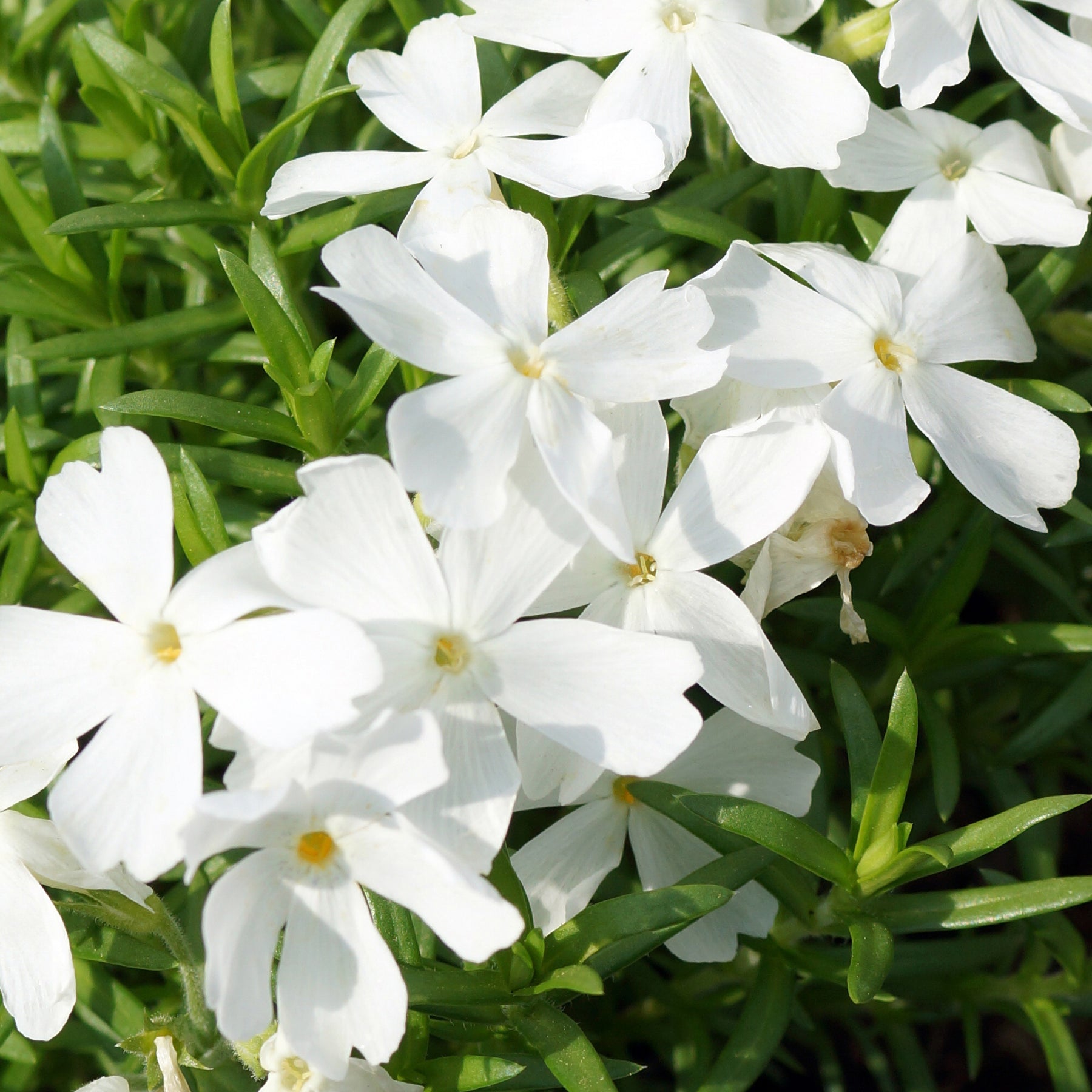 Phlox subulata White Delight - Phlox mousse White Delight - Phlox mousse