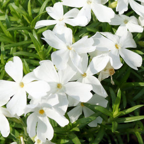 Phlox subulata White Delight - Phlox mousse White Delight - Phlox mousse