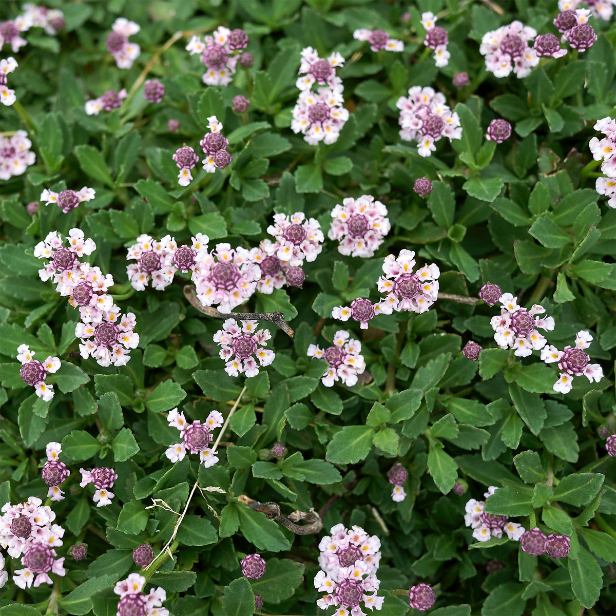 Verveine nodiflore Phyla rampant - Willemse