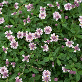 Verveine nodiflore Phyla rampant - Willemse