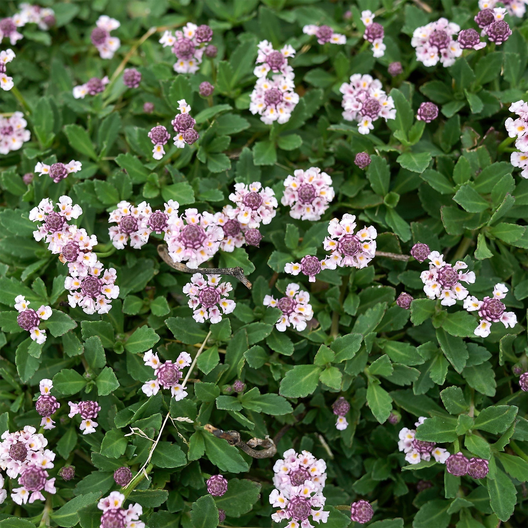 Verveine nodiflore Phyla rampant - Willemse