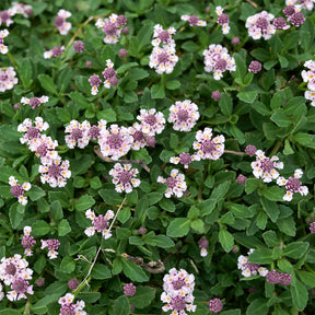 Verveine nodiflore Phyla rampant - Willemse