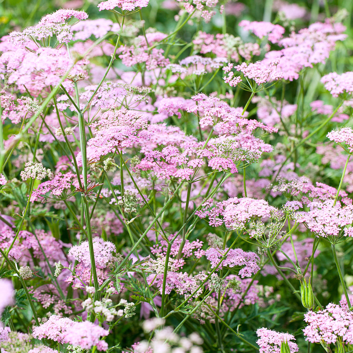 Grand boucage à fleurs roses - Willemse