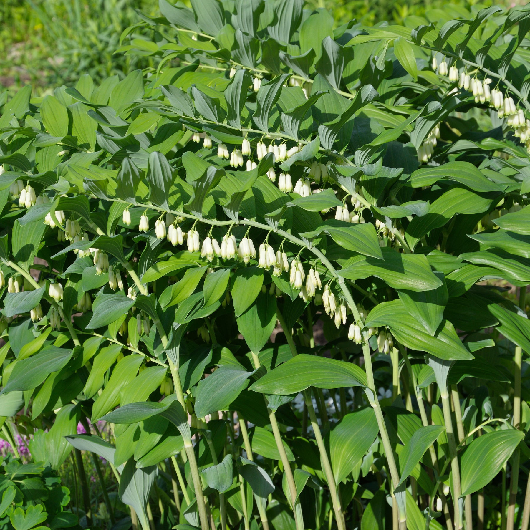 Un jardin en sous-bois old - Sceau de Salomon - Polygonatum multiflorum