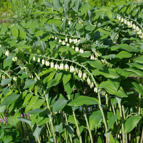 Un jardin en sous-bois old - Sceau de Salomon - Polygonatum multiflorum