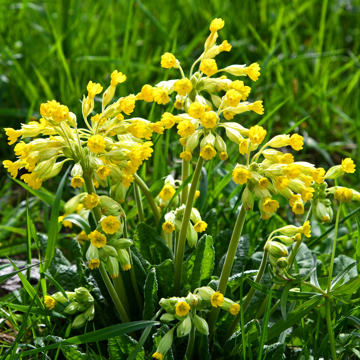 Primevère officinale Coucou - Willemse