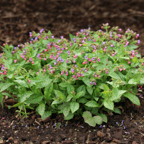 Pulmonaire officinale - Willemse