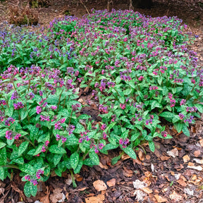 Pulmonaire officinale - Pulmonaria officinalis - Willemse