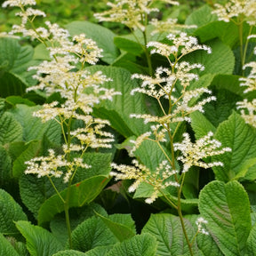 Rodgersia à feuilles de marronnier - Rodgersia aesculifolia - Willemse