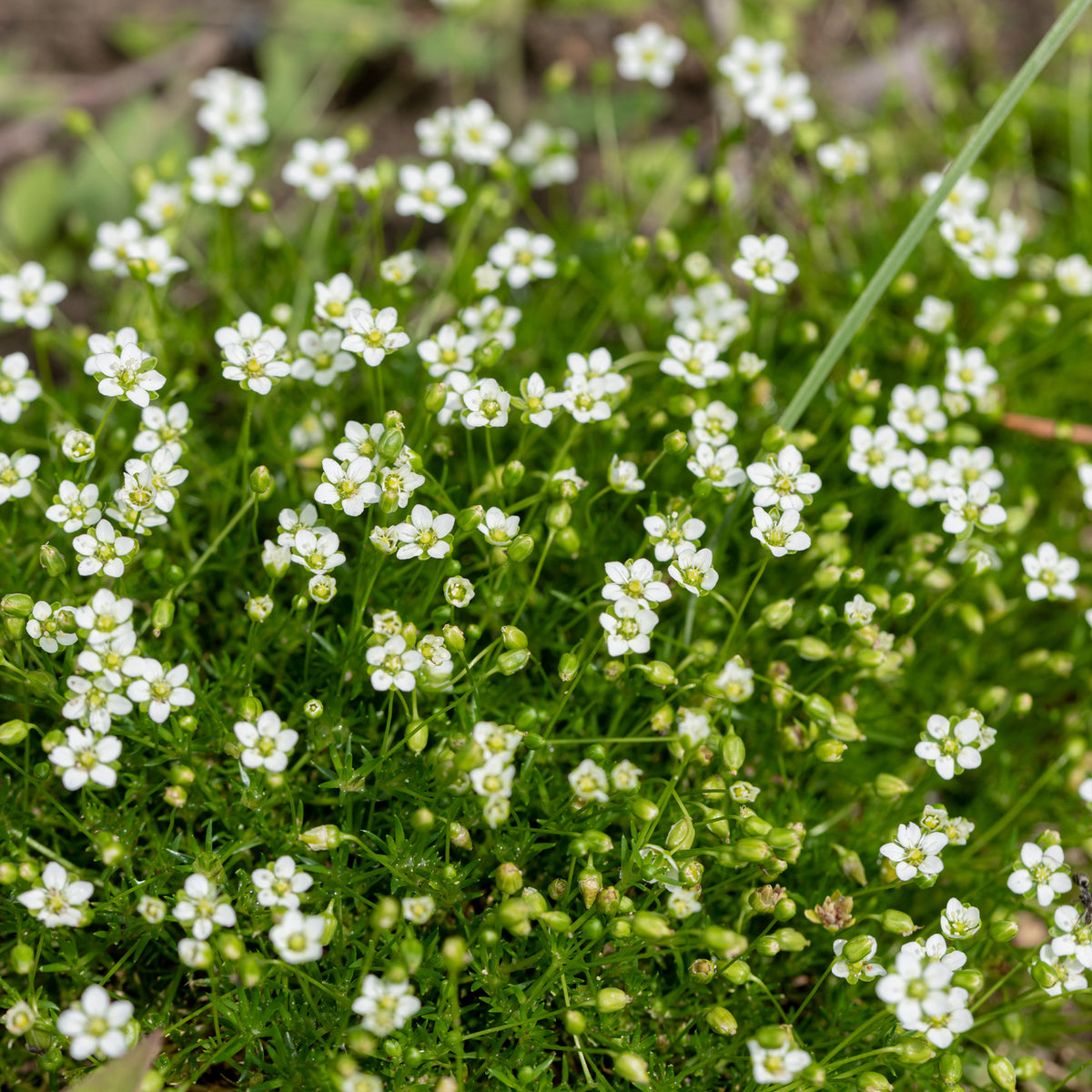 Sagine subulée - Sagina subulata - Willemse
