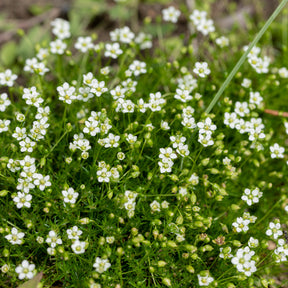 Sagine subulée - Sagina subulata - Willemse