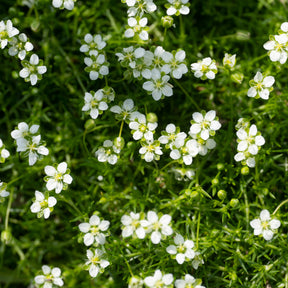 Vivaces couvre-sol - Sagine subulée - Sagina subulata