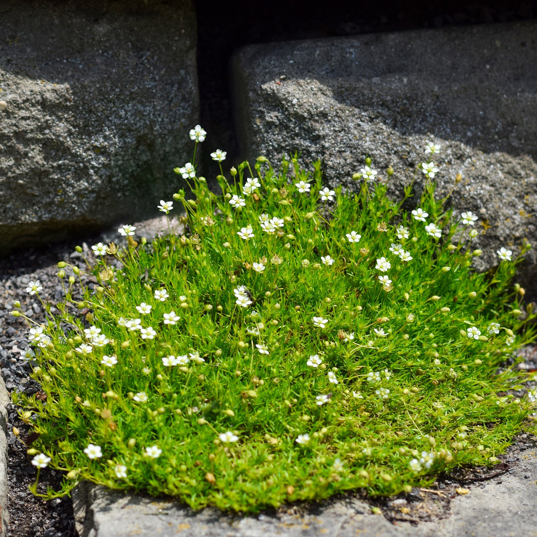 Sagina subulata - Sagine subulée - Vivaces couvre-sol