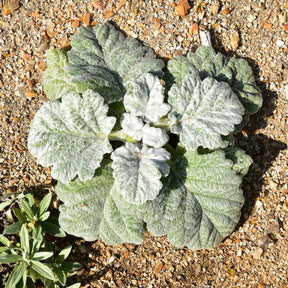 Sauges - Sauge argentée - Salvia argentea