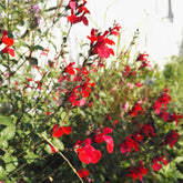 Sauge arbustive Royal Bumble - Willemse