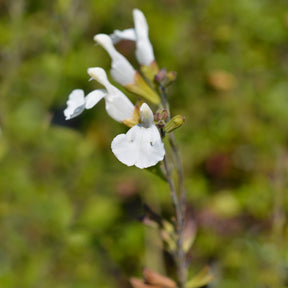 Sauge arbustive Gletsjer - Salvia microphylla Gletsjer - Willemse