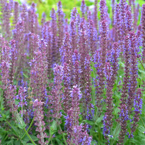 Collections de vivaces - 5 Vivaces pour massif fleuri - 
