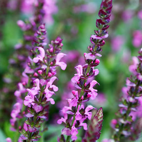 Salvia nemorosa rose queen (rosakönigin) - Sauge des bois Rose Queen - Sauges