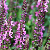 Sauge des bois Rose Queen - Willemse