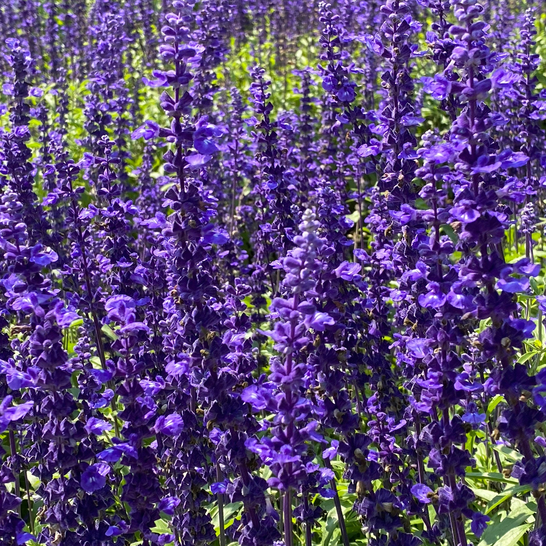 Sauges - Sauge des bois Viola Klose - Salvia nemorosa Viola Klose