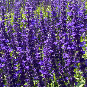 Sauges - Sauge des bois Viola Klose - Salvia nemorosa Viola Klose