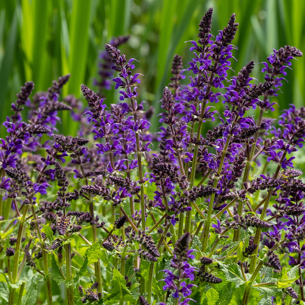Sauge des bois Viola Klose - Willemse
