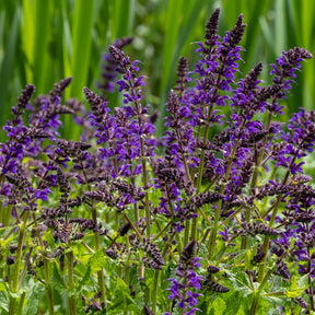 Sauge des bois Viola Klose - Willemse