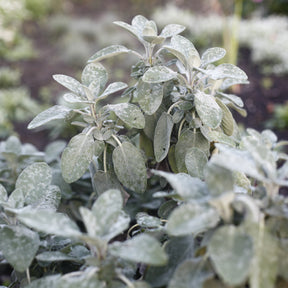 Sauge officinale Berggarten - Willemse