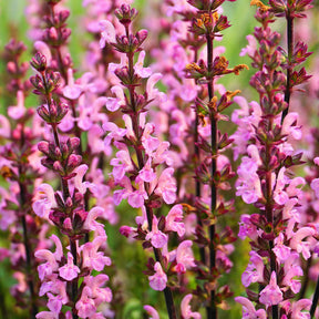 Sauge des prés Rose Rhapsody - Salvia pratensis Rose Rhapsody (ballet series) - Willemse