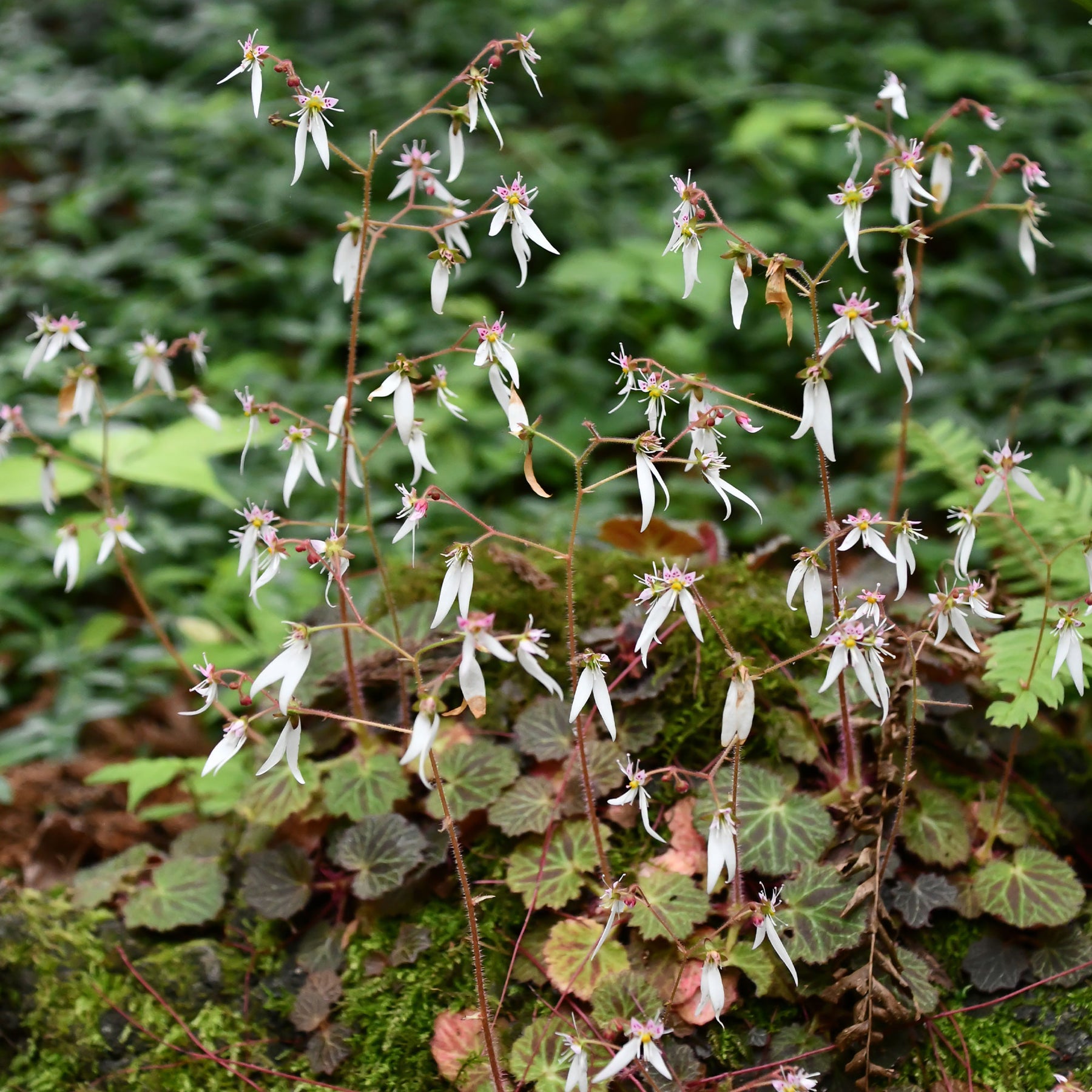 Saxifrage à stolons Cuscutiformis - Willemse