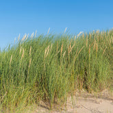 Oyat Roseau des sables - Willemse