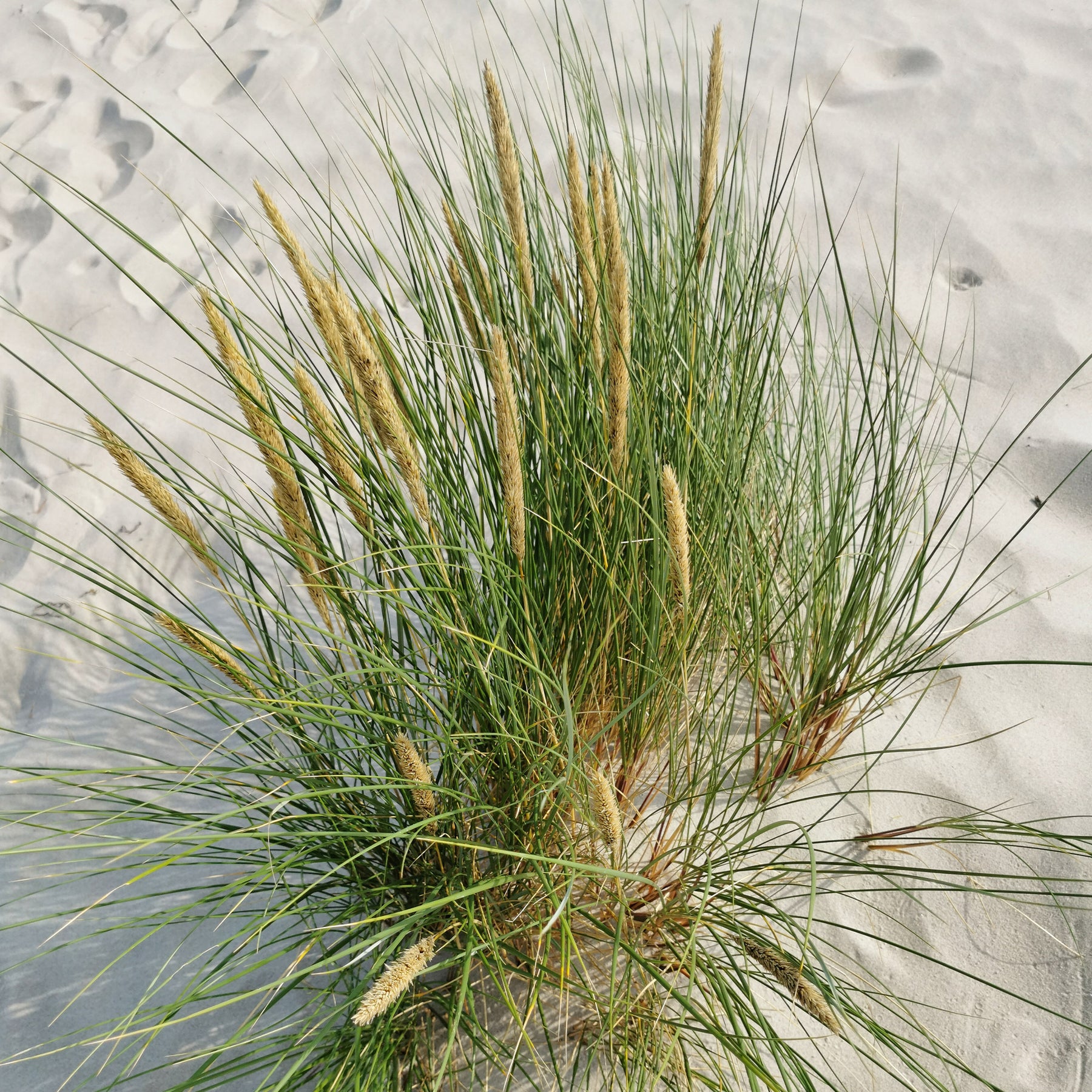 Oyat Roseau des sables - Ammophila arenaria - Willemse