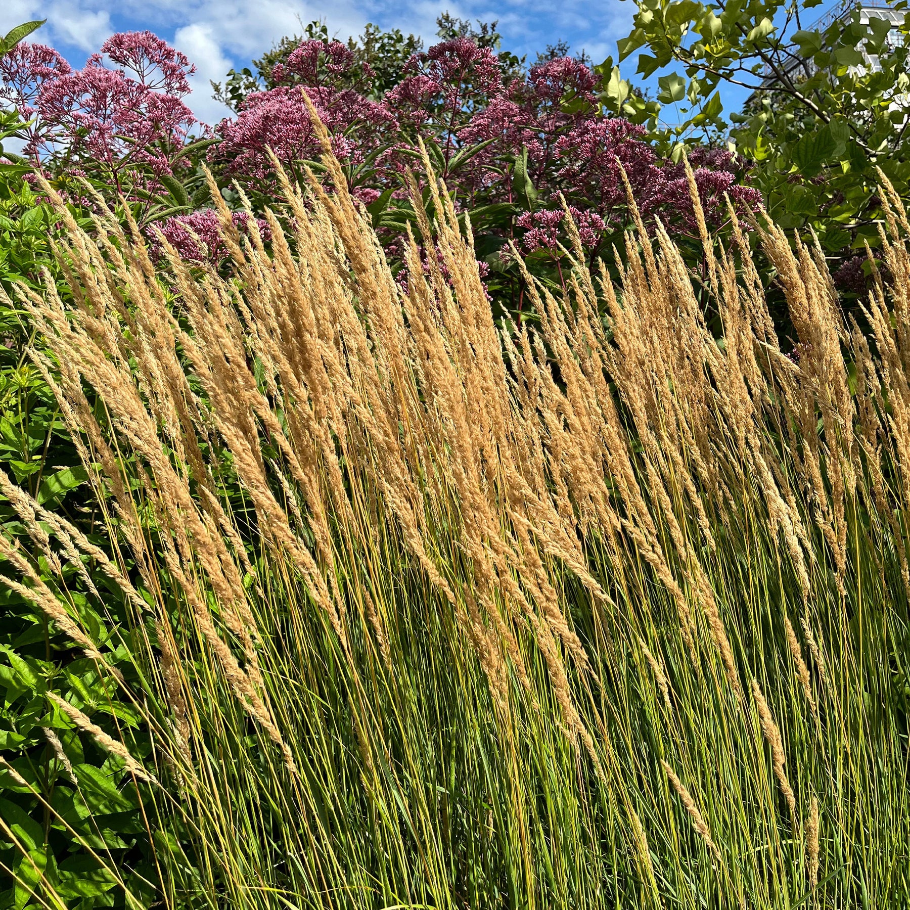 Calamagrostis x acutiflora Karl Foerster - Calamagrostide érigée Karl Foester - Calamagrostis