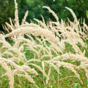 Calamagrostis arundinacea var. brachytricha - Herbe aux diamants - Calamagrostis