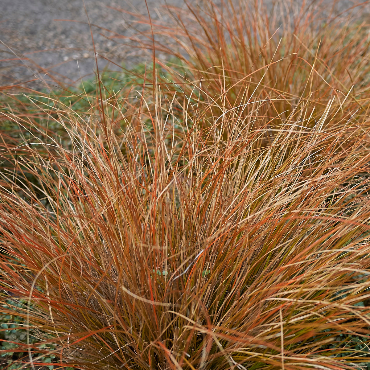 Laîche de Buchanan - Carex - Willemse