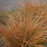 Laîche de Buchanan - Carex - Willemse